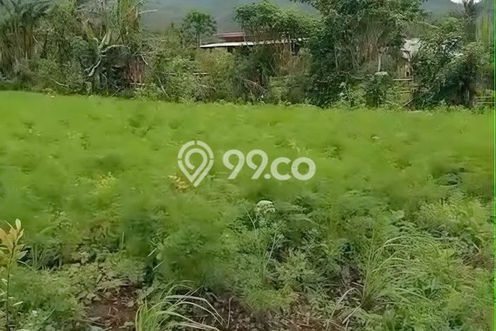 Jarang Ada! Tanah di Baturiti Punya Luas 5070m2 SHM Jarang Ada! Tanah di Baturiti Punya Luas 5070m2 SHM