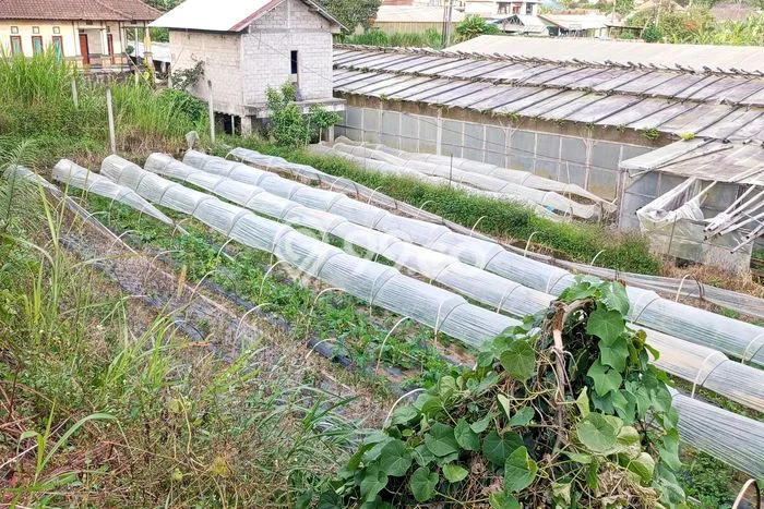 Untuk Dijual Tanah di Tabanan, Luas 2000m2 SHM Untuk Dijual Tanah di Tabanan, Luas 2000m2 SHM