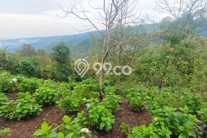 Tanah Lokasi Strategis Kawasan , Luas 3850m2m², Dekat ke Pusat Kota, Lingkungan Nyaman Tanah Lokasi Strategis Kawasan , Luas 3850m2m², Dekat ke Pusat Kota, Lingkungan Nyaman