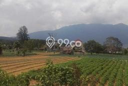 Kavling Tanah untuk Dijual di Bedugul, Tabanan, Luas 2500m2 Kavling Tanah untuk Dijual di Bedugul, Tabanan, Luas 2500m2
