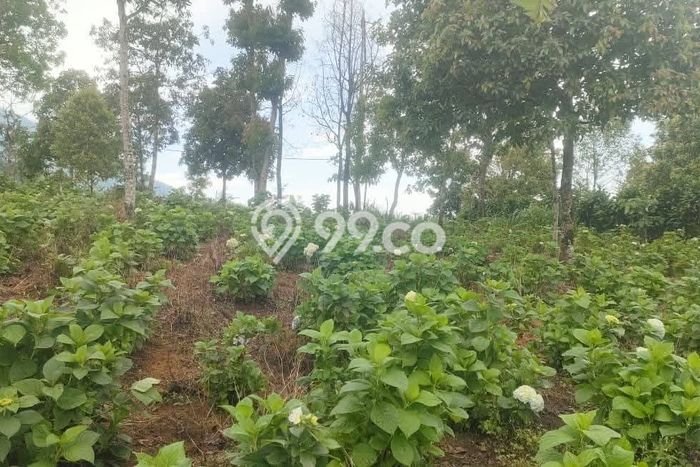 Tanah Dijual di Buleleng Seluas 3850m2 Strategis Tanah Dijual di Buleleng Seluas 3850m2 Strategis