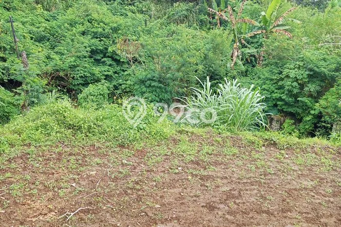 Kavling Tanah untuk Dijual di Bedugul, Tabanan, Luas 660m2 Kavling Tanah untuk Dijual di Bedugul, Tabanan, Luas 660m2