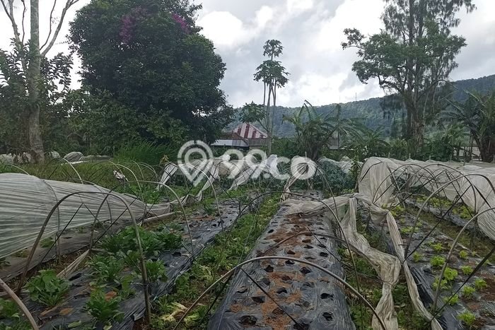 Dijual Tanah di Tabanan, Luas 5000m2 SHM Dijual Tanah di Tabanan, Luas 5000m2 SHM