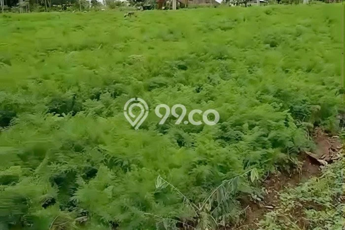Jarang Ada! Tanah di Baturiti Punya Luas 5070m2 SHM Jarang Ada! Tanah di Baturiti Punya Luas 5070m2 SHM