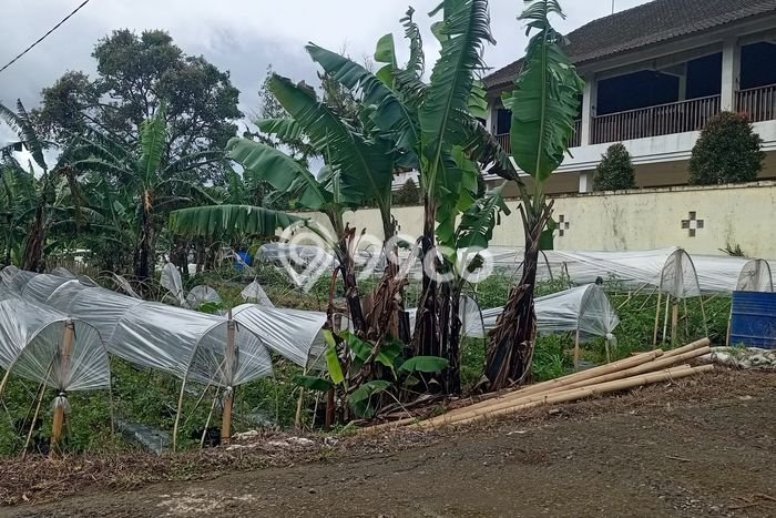 Tanah Dijual di Buleleng Seluas 500m2 Strategis Tanah Dijual di Buleleng Seluas 500m2 Strategis