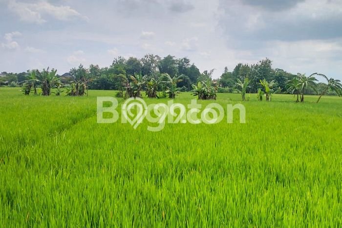 Jual Tanah Lokasi Strategis di Tasikmadu, Luas 4500m2m², Dekat Tasikmadu, Karanganyar, Karanganyar Jual Tanah Lokasi Strategis di Tasikmadu, Luas 4500m2m², Dekat Tasikmadu, Karanganyar, Karanganyar