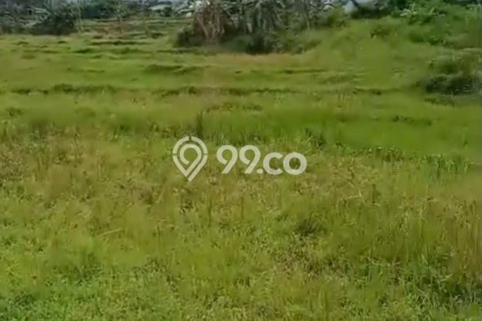 Tanah untuk Dijual Lokasi Limbangan, Kendal Luas 7700m2 - Tanah untuk Dijual Lokasi Limbangan, Kendal Luas 7700m2 -
