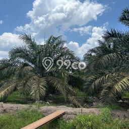 Jarang Ada! Tanah di Talang Kelapa Punya Luas 131380m2 SHM Jarang Ada! Tanah di Talang Kelapa Punya Luas 131380m2 SHM