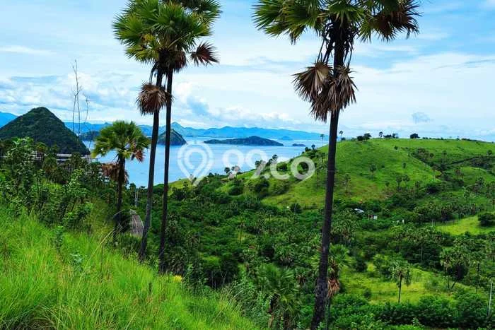 Untuk Dijual Tanah 3500m2 di Labuan Bajo, Manggarai Barat Untuk Dijual Tanah 3500m2 di Labuan Bajo, Manggarai Barat
