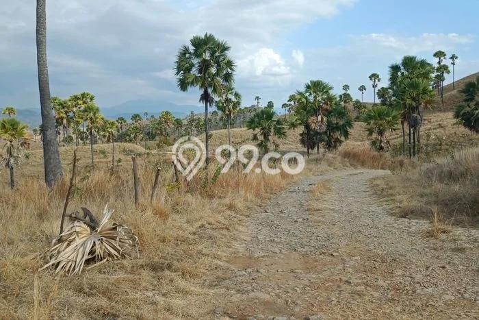 Tanah Dijual Area Strategis di Labuan Bajo Manggarai Barat 10000m2 Tanah Dijual Area Strategis di Labuan Bajo Manggarai Barat 10000m2