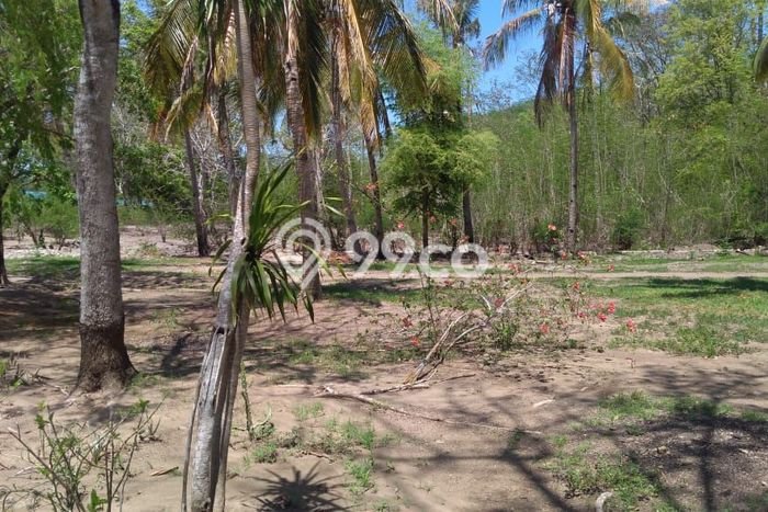 Tanah Investasi Dijual di Manggarai Barat Punya Luas 22500m2 Tanah Investasi Dijual di Manggarai Barat Punya Luas 22500m2