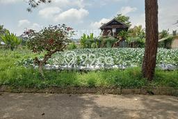 Tanah untuk Dijual di Lembang Bandung Barat Luas 500m2 Tanah untuk Dijual di Lembang Bandung Barat Luas 500m2
