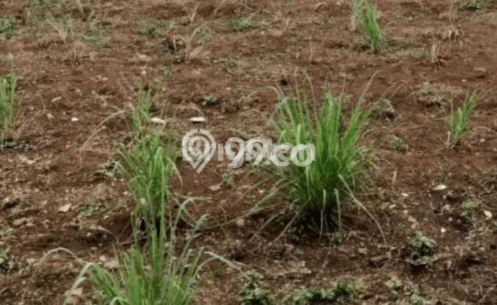Tanah di Manyar, Gresik Luas 6800m2 Dijual Segera Tanah di Manyar, Gresik Luas 6800m2 Dijual Segera