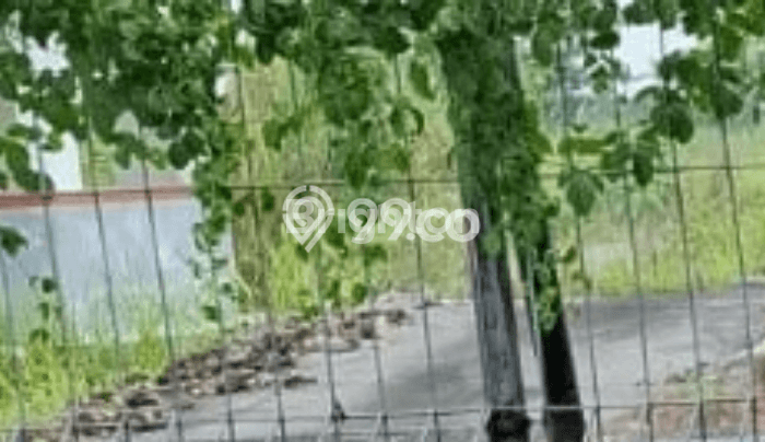 Lahan Disewakan di Wonoayu, Sidoarjo, Luas 48000m2 - Lahan Disewakan di Wonoayu, Sidoarjo, Luas 48000m2 -