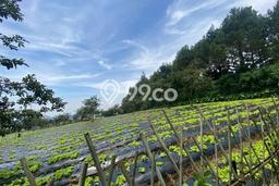 Kavling Tanah untuk Dijual di Lembang, Bandung, Luas 14030m2 Kavling Tanah untuk Dijual di Lembang, Bandung, Luas 14030m2