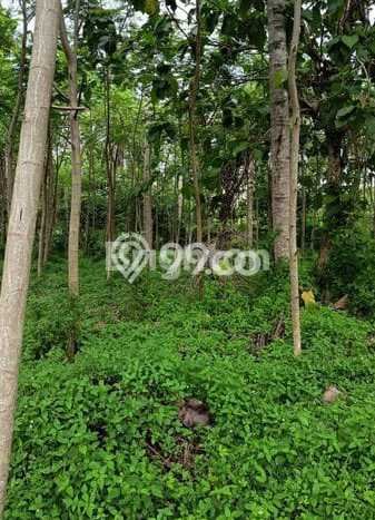 Untuk Dijual Tanah 1150m2 di Gilimanuk, Jembrana Untuk Dijual Tanah 1150m2 di Gilimanuk, Jembrana