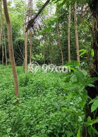 Untuk Dijual Tanah 1150m2 di Gilimanuk, Jembrana Untuk Dijual Tanah 1150m2 di Gilimanuk, Jembrana