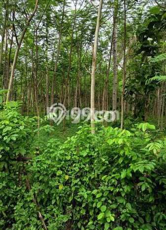 Untuk Dijual Tanah 1150m2 di Gilimanuk, Jembrana Untuk Dijual Tanah 1150m2 di Gilimanuk, Jembrana