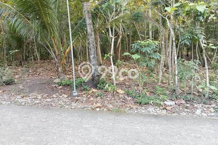 Tanah Dijual Lokasi Pandak, Bantul Luas 795m2 Legalitas Aman Tanah Dijual Lokasi Pandak, Bantul Luas 795m2 Legalitas Aman
