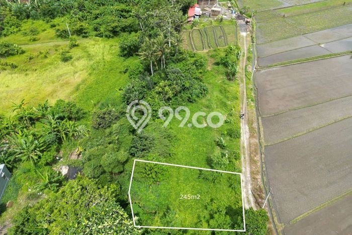 Tanah Siap Bangun Dijual di Tabanan Punya Luas 245m2 Tanah Siap Bangun Dijual di Tabanan Punya Luas 245m2