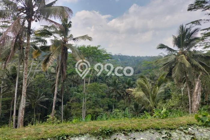 Tanah Dijual Lokasi Payangan, Gianyar Luas 16000m2 Legalitas Aman Tanah Dijual Lokasi Payangan, Gianyar Luas 16000m2 Legalitas Aman
