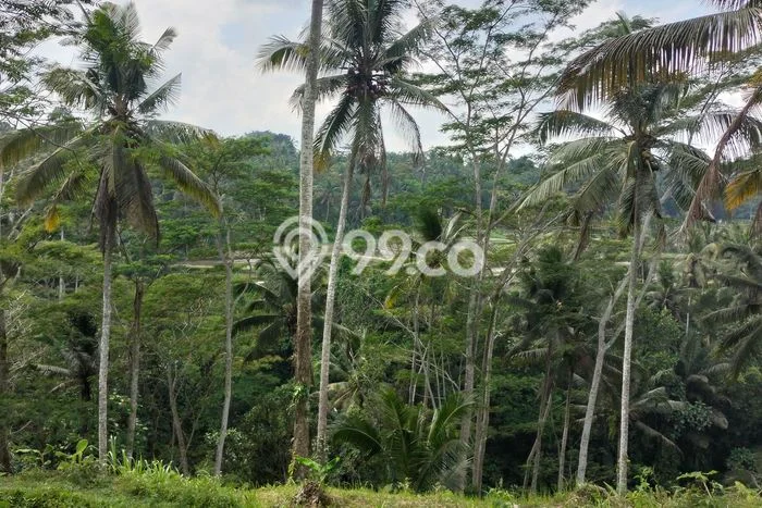 Tanah Dijual Lokasi Payangan, Gianyar Luas 16000m2 Legalitas Aman Tanah Dijual Lokasi Payangan, Gianyar Luas 16000m2 Legalitas Aman
