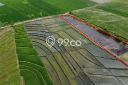 Tanah Kavling Dijual di Tabanan dengan Spesifikasi 2000m2 Tanah Kavling Dijual di Tabanan dengan Spesifikasi 2000m2