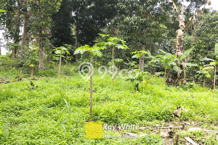 Tanah Area Strategis Kawasan Teluk Betung Utara, Luas 9384m², Cocok untuk Investasi Tanah Area Strategis Kawasan Teluk Betung Utara, Luas 9384m², Cocok untuk Investasi