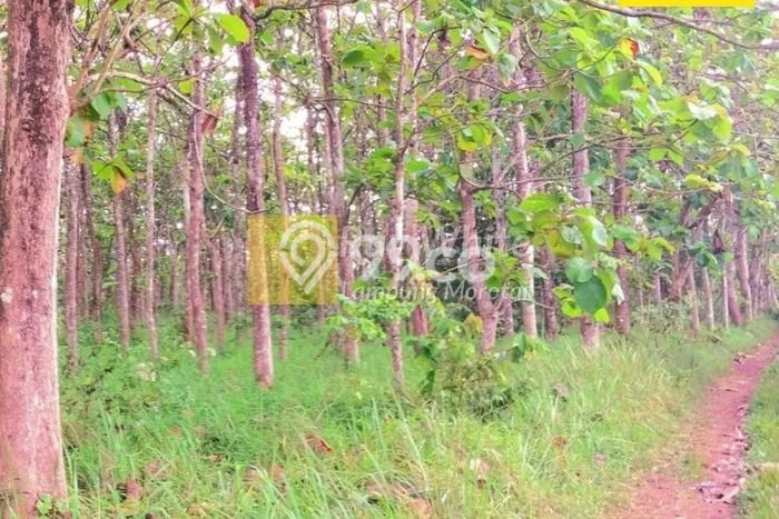 Tanah Strategis Dijual di Natar Lampung Selatan 130000m2 Tanah Strategis Dijual di Natar Lampung Selatan 130000m2