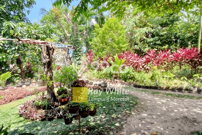 Tanah di Tanjung Karang Timur, Bandar Lampung Luas 1829m2 Dijual Segera Tanah di Tanjung Karang Timur, Bandar Lampung Luas 1829m2 Dijual Segera