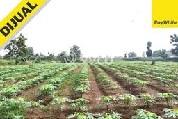 Kavling Tanah di Bumi Ratu Nuban Dijual Luas 9430m2 Legalitas SHM Kavling Tanah di Bumi Ratu Nuban Dijual Luas 9430m2 Legalitas SHM