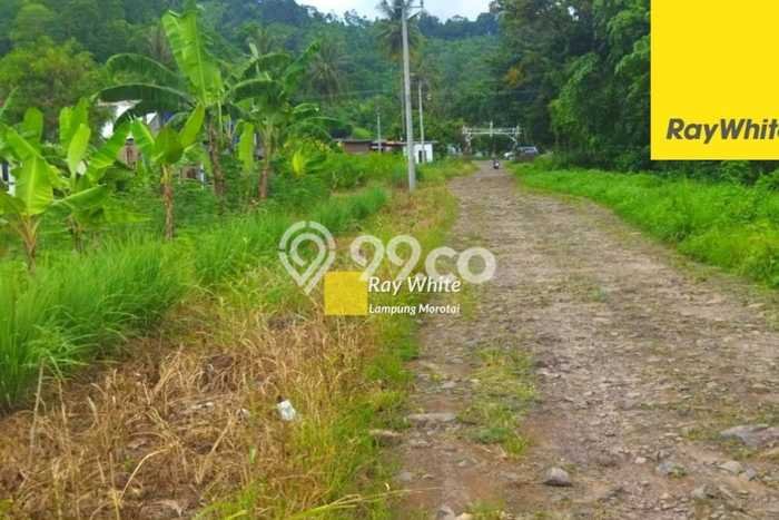 Untuk Dijual Tanah di Padang Cermin Pesawaran Luas 78678m2 SHM Untuk Dijual Tanah di Padang Cermin Pesawaran Luas 78678m2 SHM