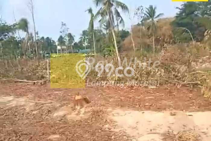 Tanah Dijual Lokasi Natar, Lampung Selatan Luas 90000m2 Legalitas Aman Tanah Dijual Lokasi Natar, Lampung Selatan Luas 90000m2 Legalitas Aman