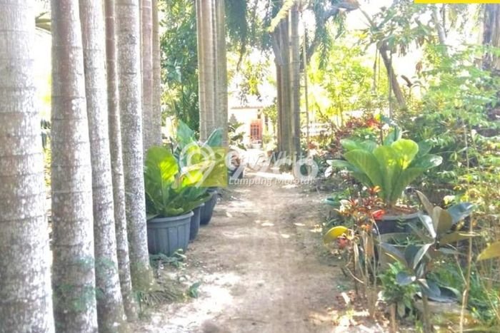 Rumah LT 1977m2m² di Pinggir Kota Natar, Lampung Selatan - Harga Terjangkau Rumah LT 1977m2m² di Pinggir Kota Natar, Lampung Selatan - Harga Terjangkau