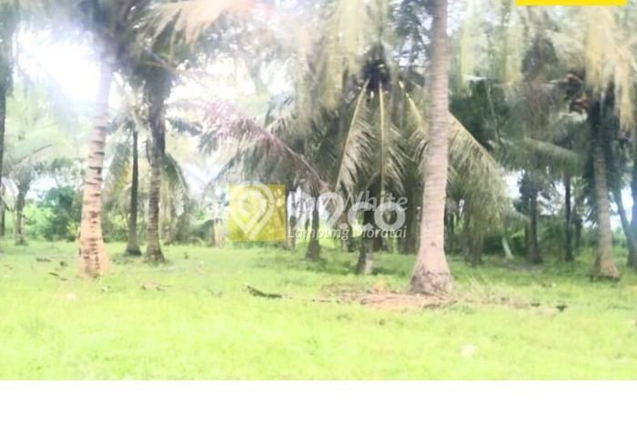 FOR SALE! Pabrik di Kalianda Lampung Selatan, LT 116040m2, LB 0m2 FOR SALE! Pabrik di Kalianda Lampung Selatan, LT 116040m2, LB 0m2