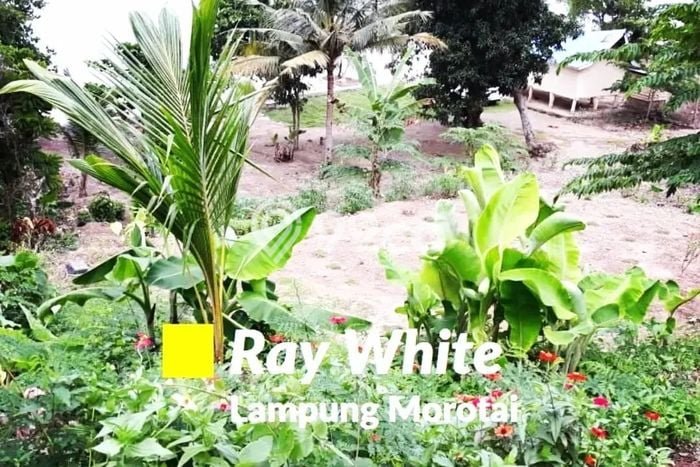 Tanah Dijual Lokasi Punduh Pidada, Pesawaran dengan Luas Tanah 14000m2 dan Status SHM Tanah Dijual Lokasi Punduh Pidada, Pesawaran dengan Luas Tanah 14000m2 dan Status SHM
