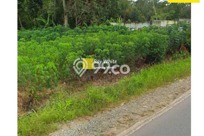 Kavling Tanah Dijual di Gunung Sugih, Lampung Tengah, Luas 2009m2 Area Strategis Kavling Tanah Dijual di Gunung Sugih, Lampung Tengah, Luas 2009m2 Area Strategis