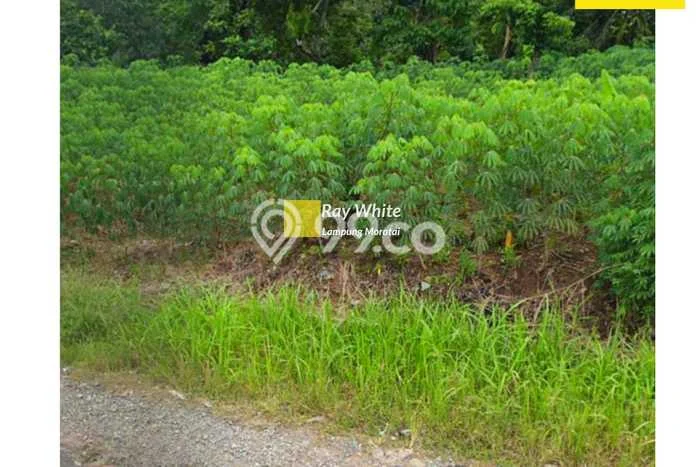Kavling Tanah Dijual di Gunung Sugih, Lampung Tengah, Luas 2009m2 Area Strategis Kavling Tanah Dijual di Gunung Sugih, Lampung Tengah, Luas 2009m2 Area Strategis