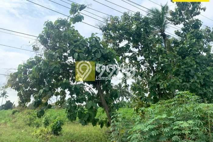 Lahan Kosong Dijual di Lampung Tengah dengan Area 19818m2 Lahan Kosong Dijual di Lampung Tengah dengan Area 19818m2