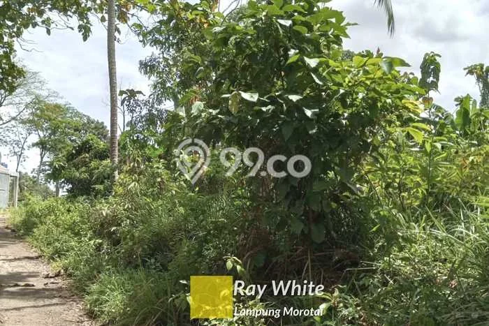 Tanah Kavling Dijual di Gedong Tataan, Pesawaran dengan Luas Tanah 7006m2 Tanah Kavling Dijual di Gedong Tataan, Pesawaran dengan Luas Tanah 7006m2