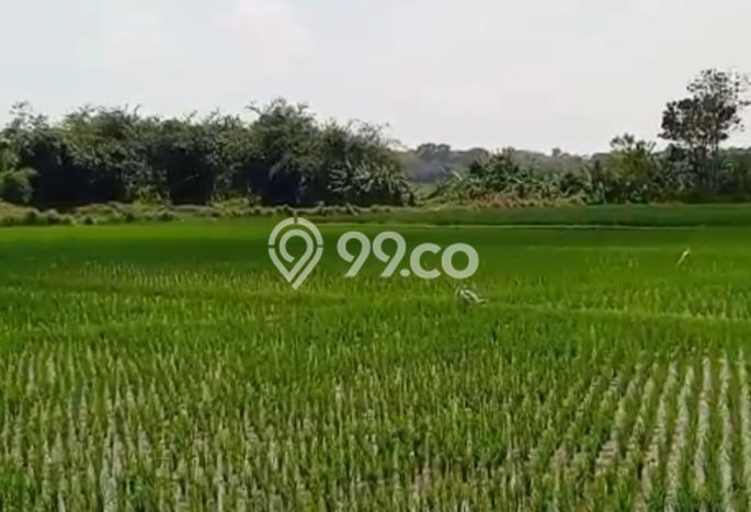Lahan Dijual Lokasi Pabuaran, Subang dengan Luas Tanah 45000m2 dan Status SHM Lahan Dijual Lokasi Pabuaran, Subang dengan Luas Tanah 45000m2 dan Status SHM