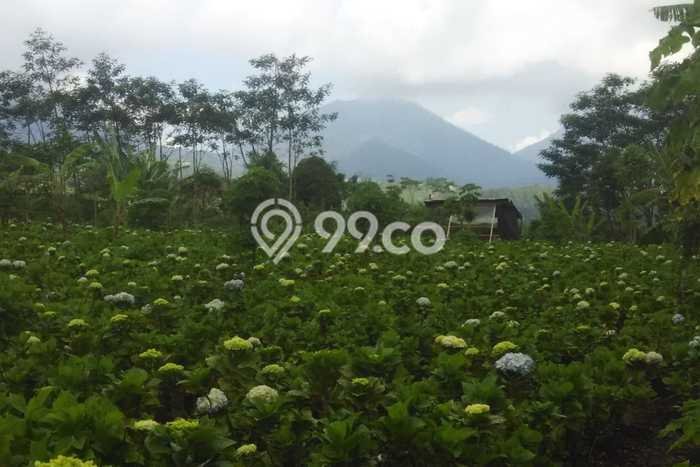 Lahan Investasi Lokasi Buleleng Buleleng SHM Lahan Investasi Lokasi Buleleng Buleleng SHM