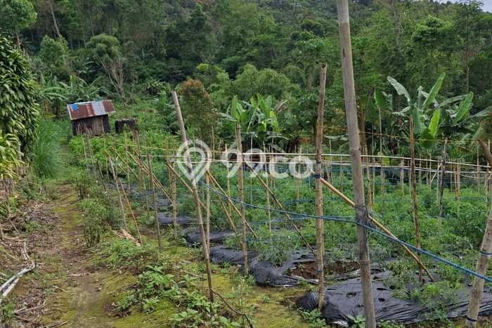 Tanah Dijual Area Strategis di Munduk Buleleng 6000m2 Tanah Dijual Area Strategis di Munduk Buleleng 6000m2