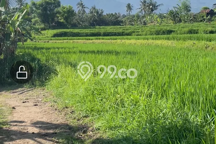 Tanah Investasi Dijual di Buleleng Punya Luas 7000m2 Tanah Investasi Dijual di Buleleng Punya Luas 7000m2