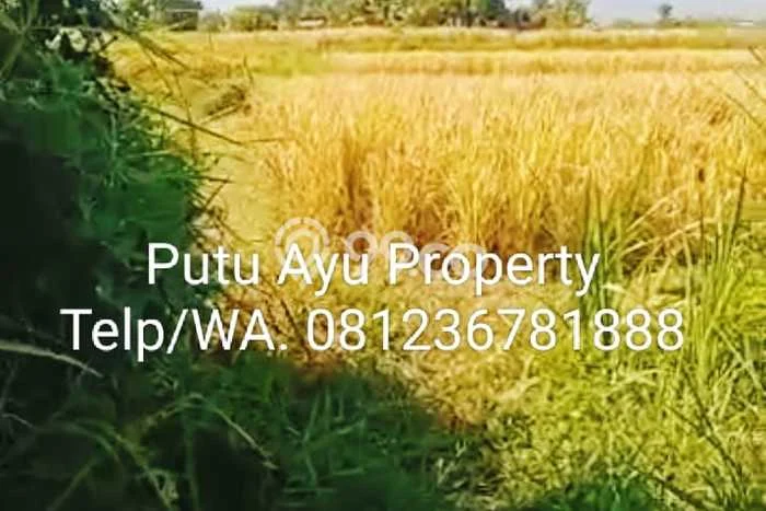 Untuk Dijual Tanah 7590m2 di Penarukan, Buleleng Untuk Dijual Tanah 7590m2 di Penarukan, Buleleng