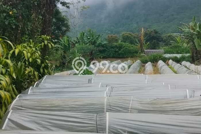 Tanah Dijual di Buleleng Seluas 650m2 Strategis Tanah Dijual di Buleleng Seluas 650m2 Strategis