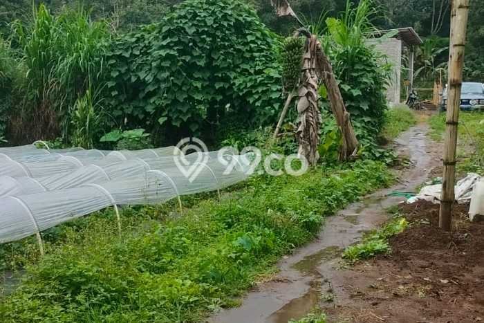 Tanah Dijual di Buleleng Seluas 650m2 Strategis Tanah Dijual di Buleleng Seluas 650m2 Strategis