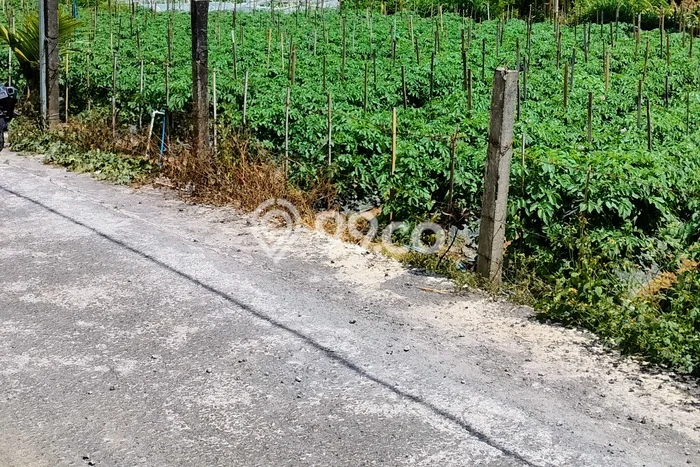 Tanah Kavling Dijual di Pancasari, Buleleng dengan Luas Tanah 500m2 Tanah Kavling Dijual di Pancasari, Buleleng dengan Luas Tanah 500m2