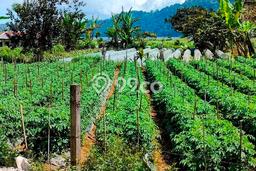 Kavling Tanah untuk Dijual di Pancasari, Buleleng, Luas 500m2 Kavling Tanah untuk Dijual di Pancasari, Buleleng, Luas 500m2