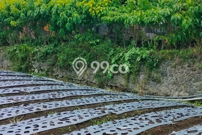 Tanah Kavling di Kintamani Dijual dengan Luas 4300m2 Tanah Kavling di Kintamani Dijual dengan Luas 4300m2